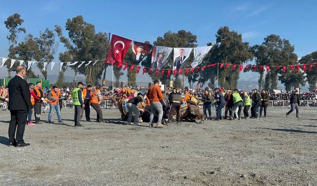 Pehlivan develer yılın ilk güreşinde İncirliova’da kozlarını paylaştı