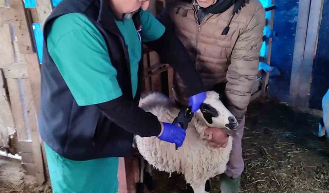 Söke’de küçükbaş hayvanların aşılanması devam ediyor