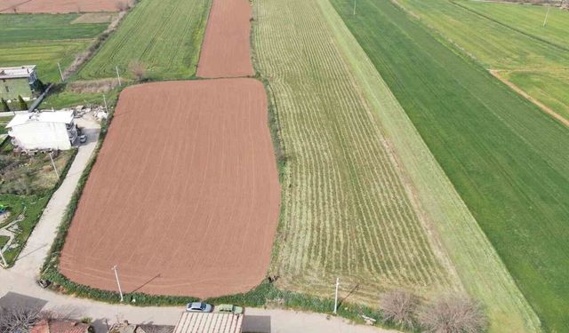 Herkesin tarlası yeşile büründü, onunki kahverengi kaldı