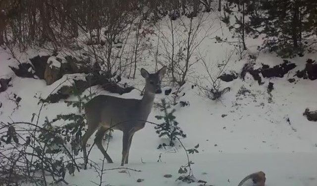 Karacadan fotokapana güzel pozlar