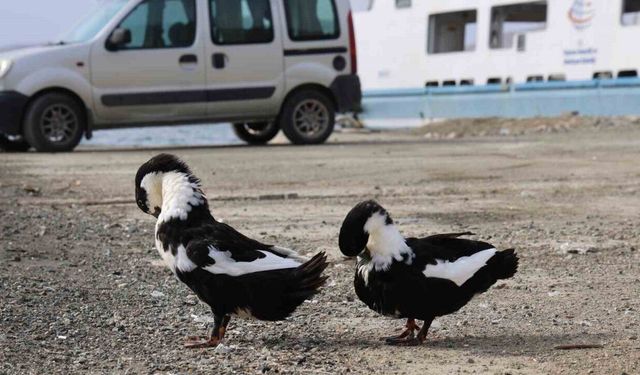 Keban Baraj Gölü zengin fauna çeşitliliği ile dikkat çekiyor