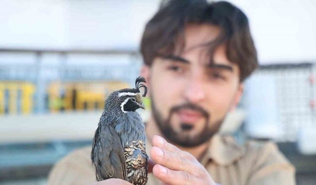 Üniversiteli genç ürettiği egzotik bıldırcınları dünyaya ihraç ediyor