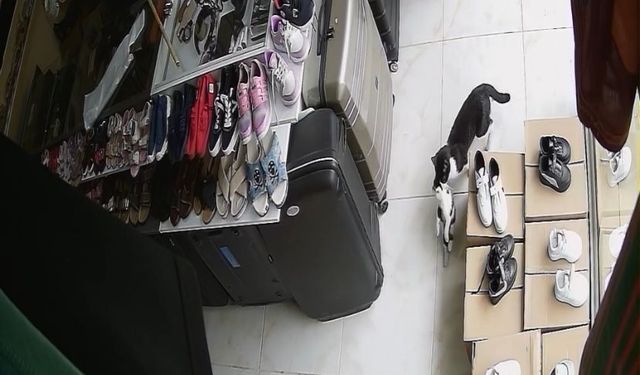 Annelerinin ağzında geldikleri dükkan yuvaları oldu