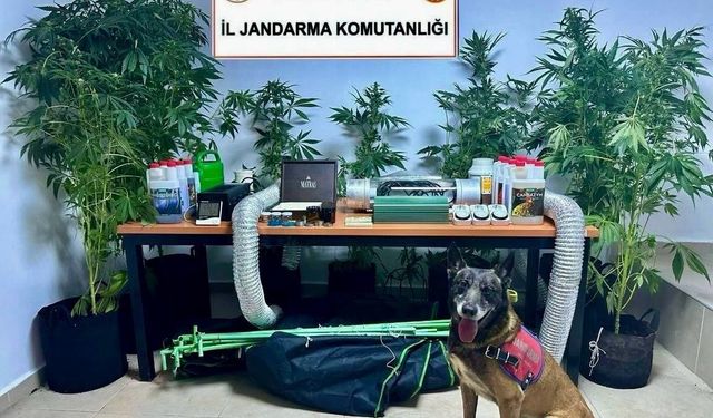 Evini uyuşturucu bahçesine çeviren öğretmen açığa alındı