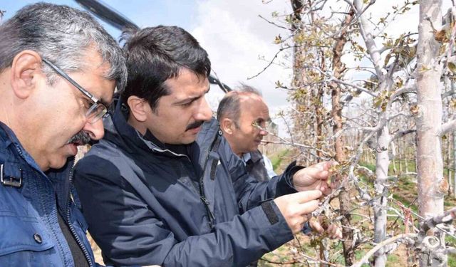 Karapınar’da zirai don sonrası tarım alanlarında incelemelerde bulundu