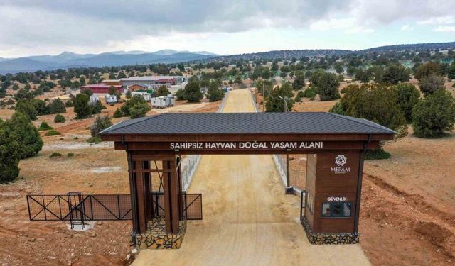 Meram Belediyesinden sahipsiz köpek sorununa insani ve vicdani çözüm