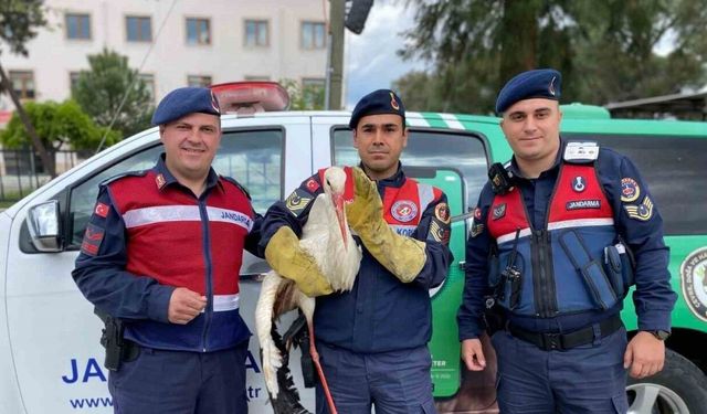 Yaralı leyleğe jandarma yardım elini uzattı