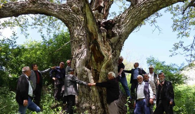 Erzurum’da en az 300 yıllık ceviz ağacı dimdik ayakta
