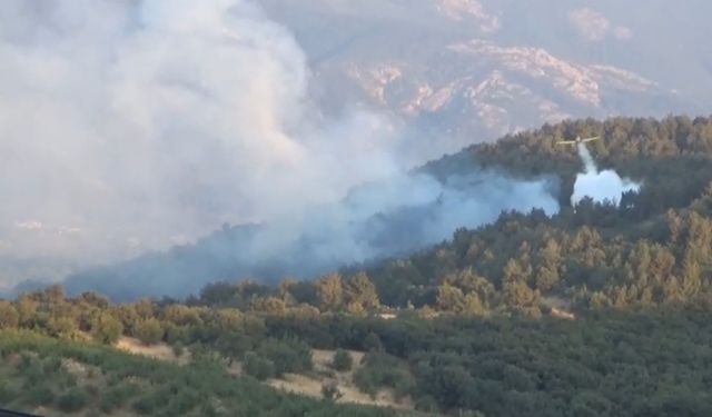 Bayramiç’te orman yangını