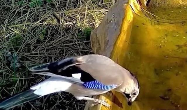 Ormanların renkli sesi alakarga Uludağ’da görüntülendi