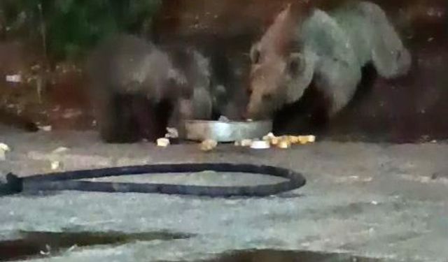 Anne ayı yavrularını da alıp geldi, karnını doyurdu