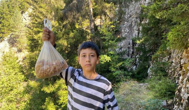 Artvinli minik Eymen hafta sonları çam sakızı toplayarak kilosunu 5 bin liraya satıyor