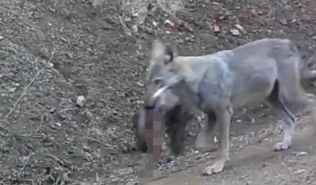 Avını taşıyan kurt fotokapanda