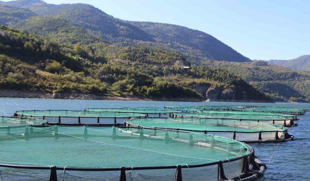 Borçka Barajı Türk Somonu üretiminde ihracat üssü oluyor