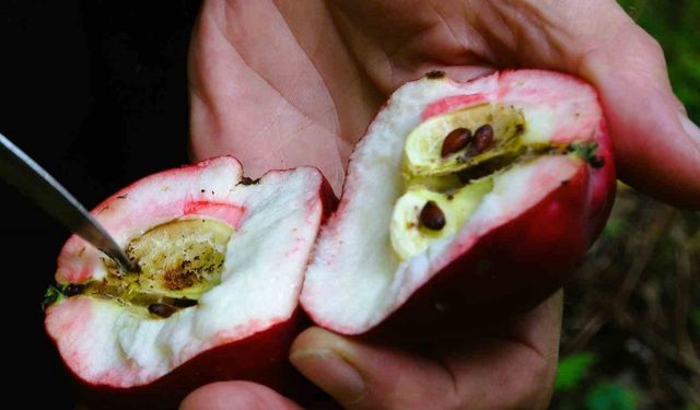 Coğrafi işaretli içi kırmızı elmada hasat zamanı