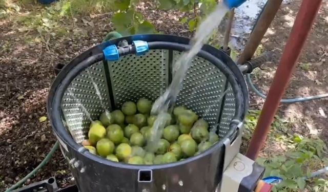 Dünyaca ünlü tescilli Adilcevaz cevizi hasadı başladı