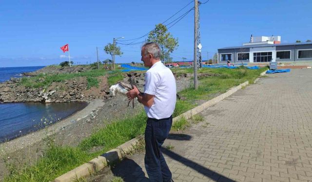Duyarlı vatandaş martının hayatını kurtardı