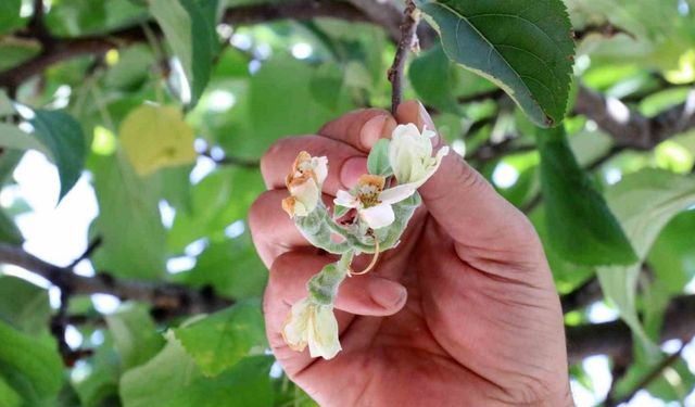 Gümüşhane’de mevsimi şaşıran elma ağacı Eylül ayında çiçek açtı