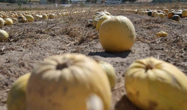 Nevşehir’de kabak çekirdeği hasadı başladı