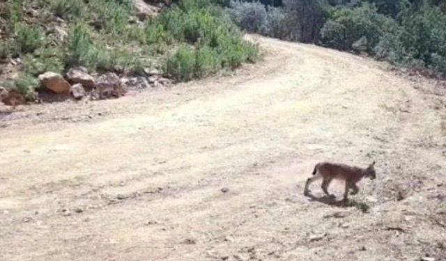 "Ormanın hayaleti" vaşak ve yavruları kamerada