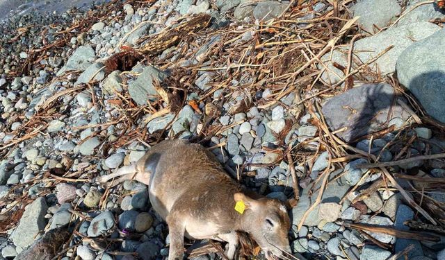 Selin vurduğu Artvin’de hayvanlar sel suları ile denize sürüklendi