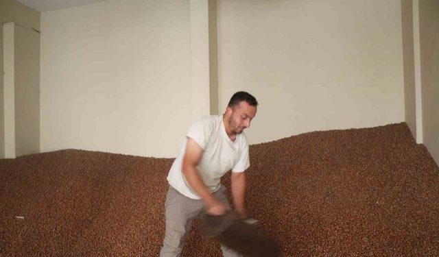 Tüccarlar fındık fiyatı konusunda farklı görüşte