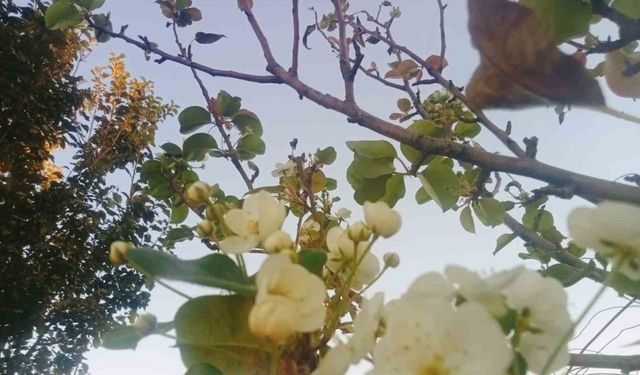Tunceli’de çiçek açan armut ağacı şaşırttı