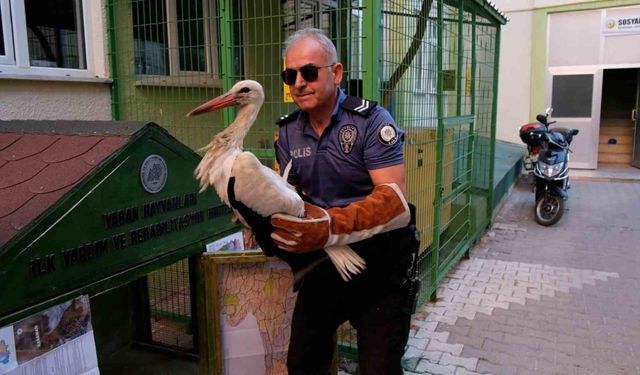 Yol kenarında bulunan yaralı leylek koruma altına alındı