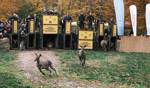 7 kızıl geyik doğaya salındı, GPS ile adım adım takip edilecek