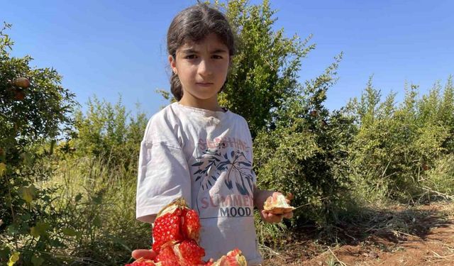 AB tescilli Suruç narında hasat dönemi başladı