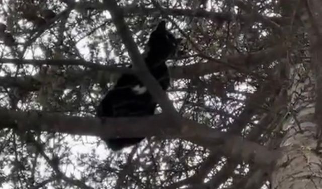 Ağaçta mahsur kalan kedi, itfaiye ekiplerince kurtarıldı