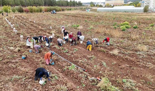 ’Akademik’ patateslerin hasadı başladı