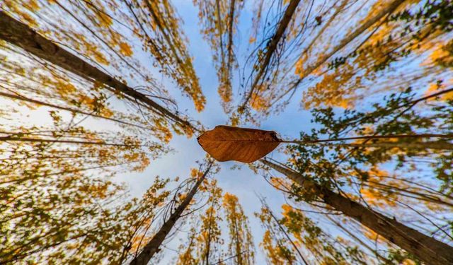 Altın ve kızılın dansı: Erzincan’ın dağları sonbahar güzelliğiyle büyülüyor