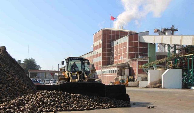 Amasya’da zirai don ve kuraklık şeker pancarını vurdu: 10 bin dekarlık alanda üretim yapılamadı