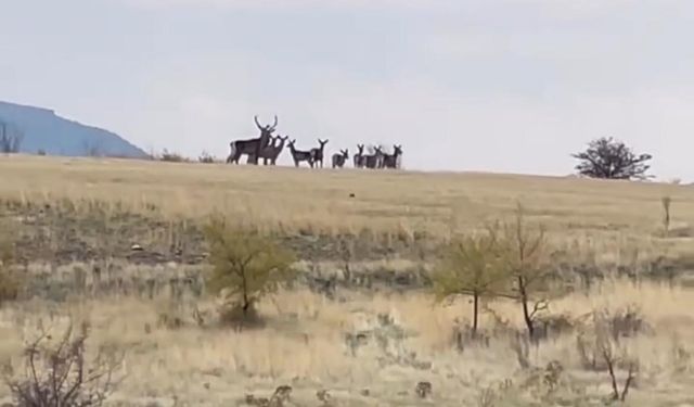 Ankara’da yaban geyiği sürüsü kamerada