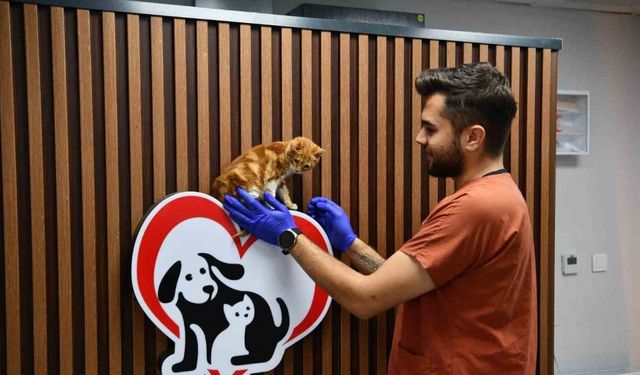 Balıkesir’de can dostlar Büyükşehir eliyle güvende