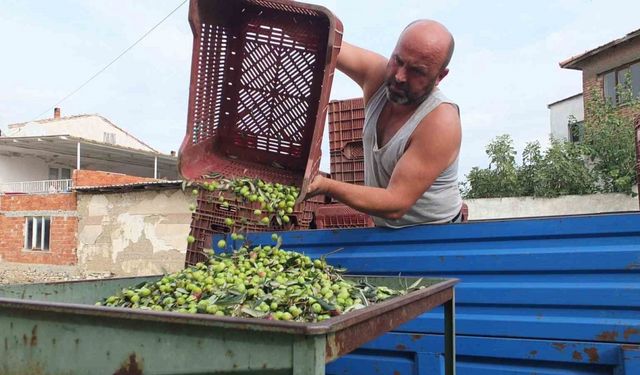 Balıkesir’de elekler kuruldu yeşil zeytin hasadı başladı