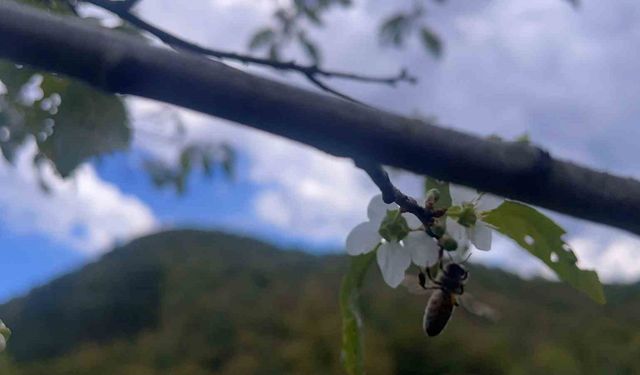 Bartın’da ağaçlar bir yılda ikinci kez çiçek açtı