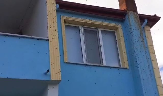 Bartın’da kahverengi kokarca istilası kabusa dönüştü