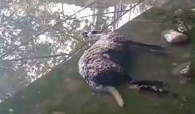 Başıboş köpekler koyunları telef etti