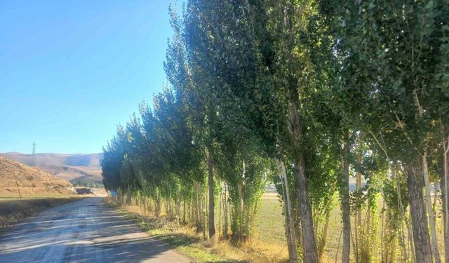 Bayburtlu vatandaştan DSİ’ye tepki: "Hiçbir gerekçe göstermeden fidanlarımızı katletmek istiyorlar"