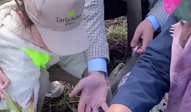 Biga’da öğrencilerle aronya toplama etkinliği