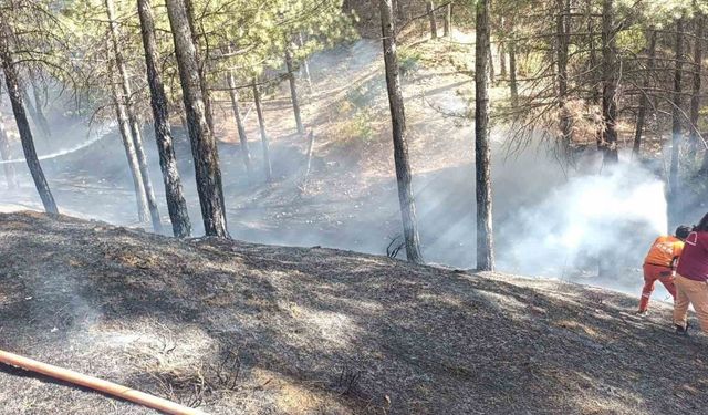 Bingöl’de çıkan orman yangını büyümeden söndürüldü