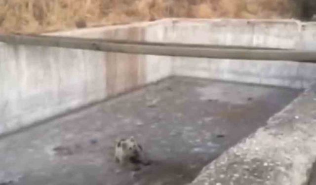 Bingöl’de sulama havuzuna düşen yavru ayı kurtarıldı