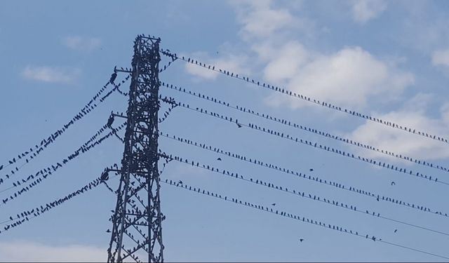 Binlerce kırlangıç telleri doldurdu