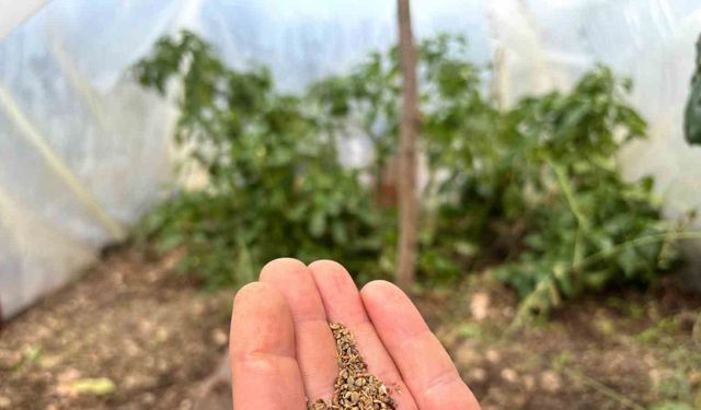 Bir balkonun bereketi, ülkenin umudu oldu