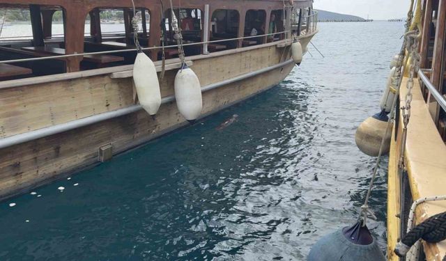 Bodrum’da iskelede fok sürprizi