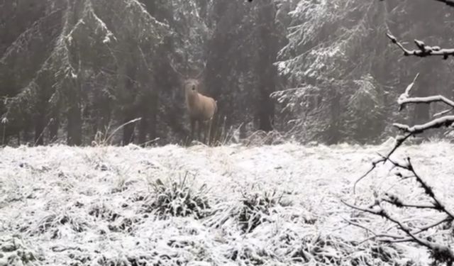 Bolu ormanlarında kızılgeyiğin böğürme anları kameraya yansıdı