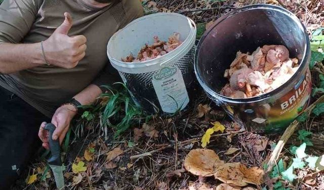 Bolu ormanlarında mantar bereketi: 25 kilo kanlıca topladı