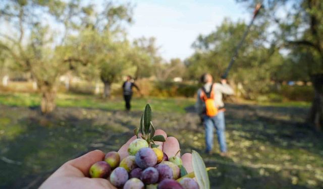 Bu yılın zeytin ve zeytinyağı rekolte tahmini açıklandı